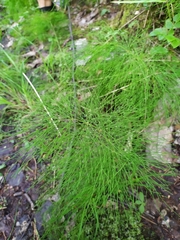 Equisetum sylvaticum