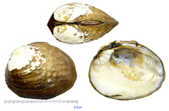 Aculamprotula coreana