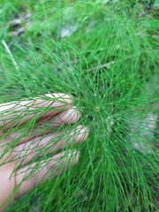 Equisetum sylvaticum