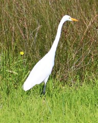 Ardea intermedia brachyrhyncha