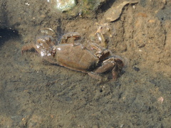Macrophthalmus