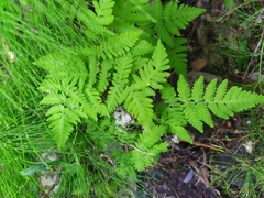 Gymnocarpium dryopteris