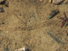 Ochetostoma erythrogrammon