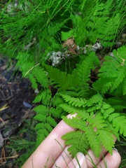Gymnocarpium dryopteris