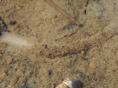 Ochetostoma erythrogrammon