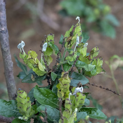 Ecbolium ligustrinum