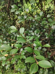 Camellia oleifera