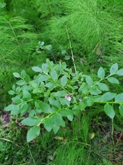 Vaccinium myrtillus