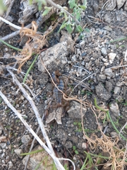 Bothriurus coriaceus