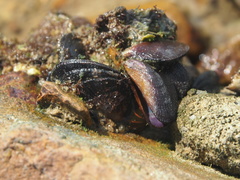 Brachidontes variabilis