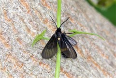 Psichotoe duvaucelii