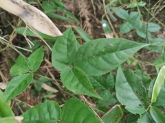 Tetrastigma hemsleyanum