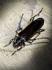 Neoplocaederus gabonicus