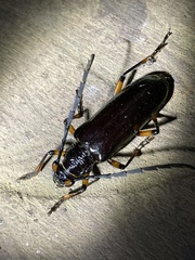 Neoplocaederus gabonicus