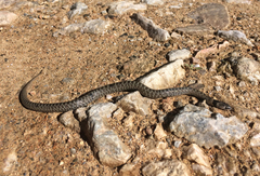 Macroprotodon brevis