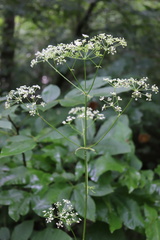 Cicuta virosa