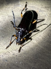 Neoplocaederus gabonicus