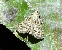 Diasemia