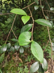 Camellia oleifera