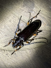 Neoplocaederus gabonicus