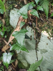 Hedera nepalensis