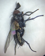 Phytomyptera