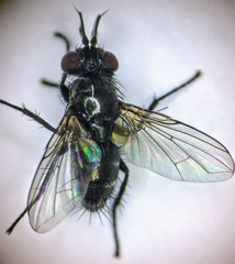 Phytomyptera