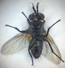 Phytomyptera