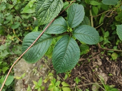 Pseudocayratia oligocarpa