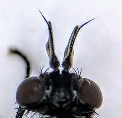 Phytomyptera