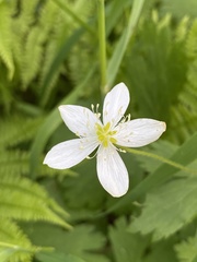 Anemonastrum baicalense