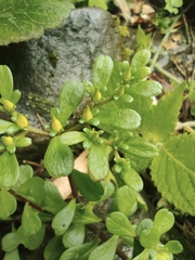 Sedum emarginatum