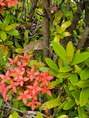 Anolis sagrei