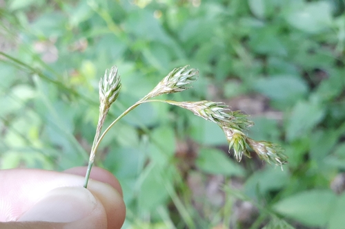 Image of Carex foenea by (c) Quinten Wiegersma, some rights reserved (CC BY)