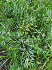 Cicuta virosa