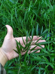Cicuta virosa
