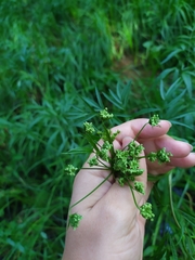 Cicuta virosa