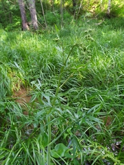 Cicuta virosa