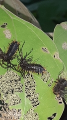 Cassidinae