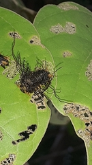 Cassidinae