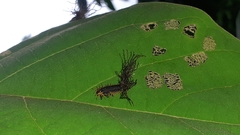 Cassidinae