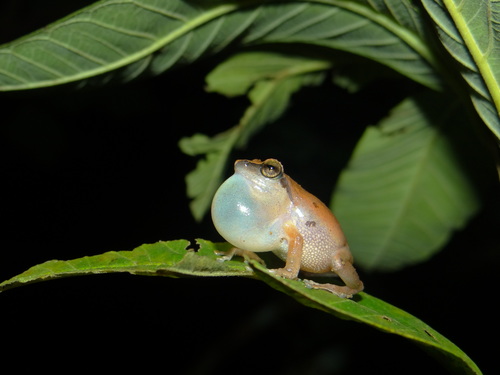 Waynad bush frog, Pseudophilautus wynaadensis