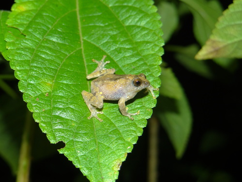 Kudremukh Bush Frog, Raorchestes tuberohumerus