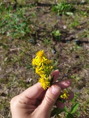 Solidago virgaurea