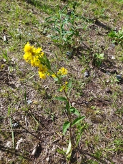 Solidago virgaurea
