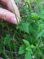 Rubus arcticus