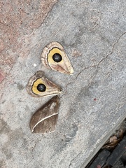Automeris zephyria