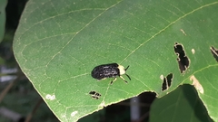 Cassidinae