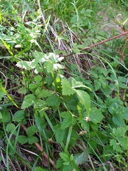 Rubus arcticus