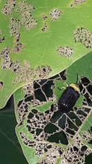 Cassidinae